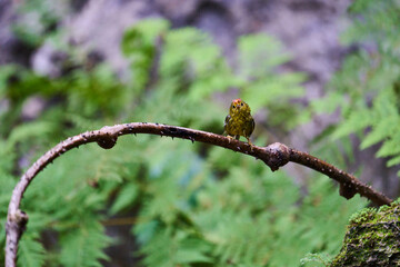 Wild birds living in the forest outdoors