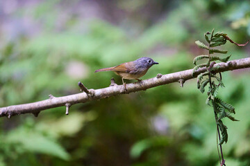 Wild birds living in the forest outdoors