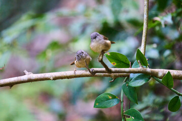Wild birds living in the forest outdoors