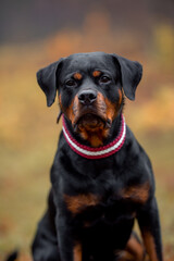 Beautiful black and tan Rottweiler with a collar in the colors of the Latvian and Austrian flags, red-white-red collar.  Outdoors, with a blurred background. Close-up pet portrait in high quality.