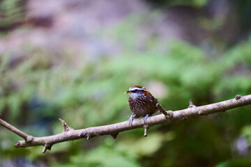 Wild birds living in the forest outdoors