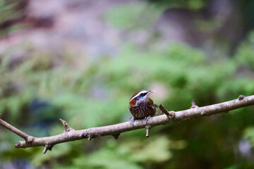 Wild birds living in the forest outdoors
