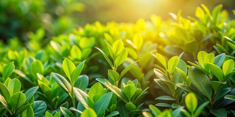 Obraz premium Sunlight Illuminating Lush Green Foliage, Close-up of Leaves with Soft Focus Background