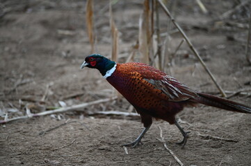 Pheasant Foraging in Nature – Close-Up Wildlife Photography