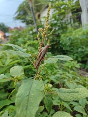 butterfly on a plant