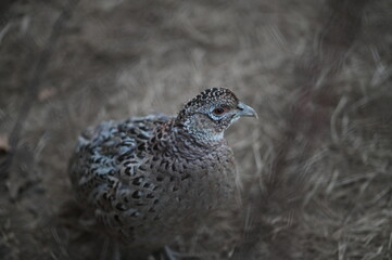 a close up portrait of a female hen pheasant, phasianus colchicus, standing proud on a grass field, staring right