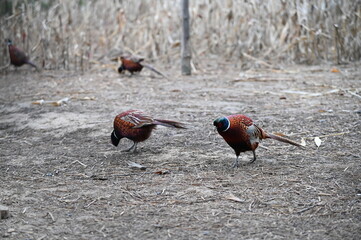 Two Pheasant on the ground in the farm. Nature background. pheasant birds walking on the ground in autumn