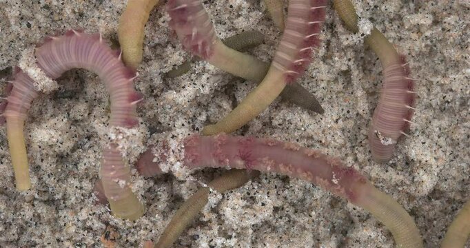 Colony of Arenicola marina worms close-up, class Polychaeta. They inhabit the intertidal zone and dig holes in silty-sandy soil. White Sea