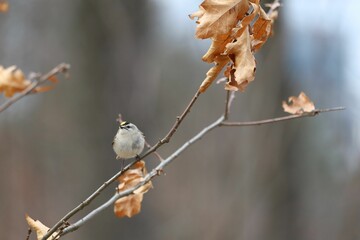 An image of a Golden-crowned Kinglet perched on a leafy branch near Lake Ontario.
