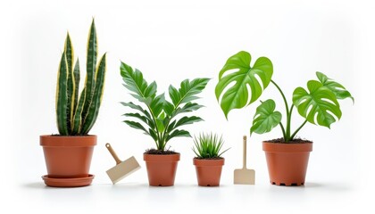 Obraz premium Vibrant indoor plants ready for a healthy home