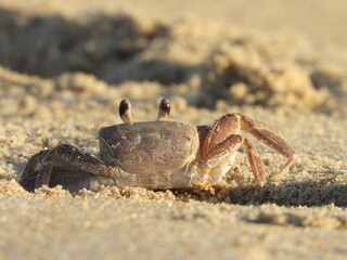tiny crab