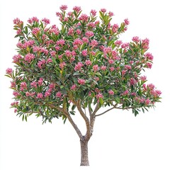 Fototapeta premium A full Syzygium malaccense tree in bloom with vibrant pink flowers, isolated on a pure white background. generative ai