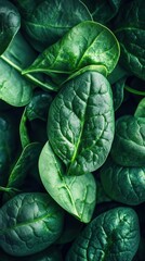 Obraz premium Fresh green spinach leaves arranged in a healthy and vibrant manner, ideal for food photography and nutrition themes.