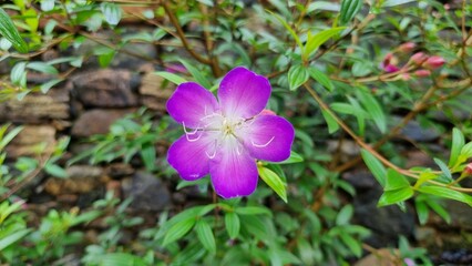 Vibrant Purple Flower Close-Up