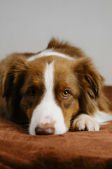 Fototapeta premium Red tricolor Australian Shepherd is lying at home on a brown blanket on the couch and resting. Charming cute Domestic dog. Pets indoors concept.