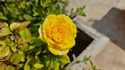 Yellow Rose in Full Bloom