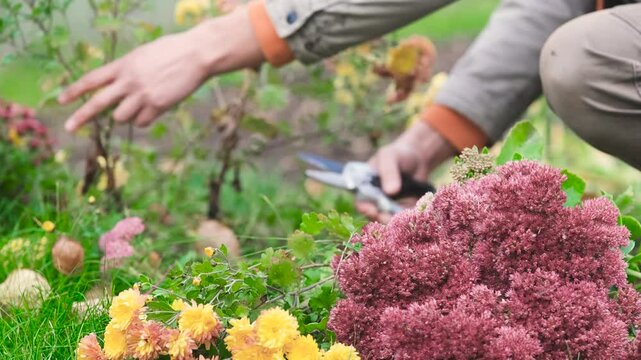 Men's hands cutting plants in their personal garden in autumn to prepare for the winter season