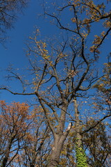Fototapeta premium Wood, glycs that have already emptied after the leaves have fallen.