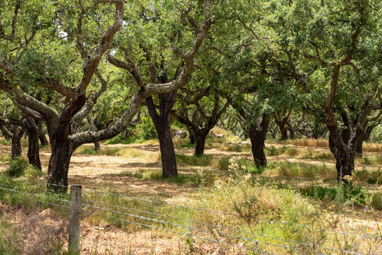 Plantation of corc trees near Evora, the iconic Portuguese plantation tree