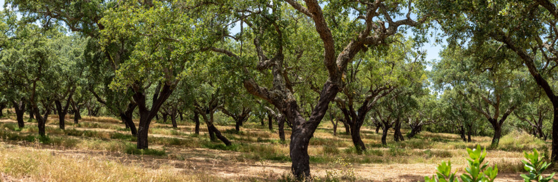 Plantation of corc trees near Evora, the iconic Portuguese plantation tree