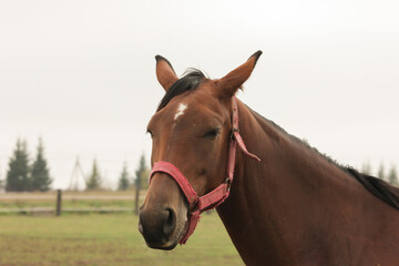 Obraz premium Portrait of a brown horse, mare grazing on ranch, animal in field