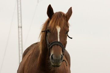 Obraz premium Portrait of a brown horse, free in wild, standing on farm