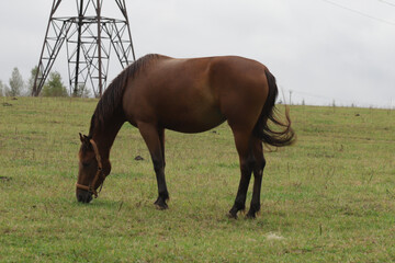 A horse is grazing in a meadow, free equine in pasture, pet mammal grazing in field.
