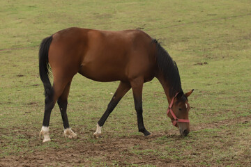 Fototapeta premium A horse is grazing in a meadow, wild horse in green grass, domestic animal on farm.