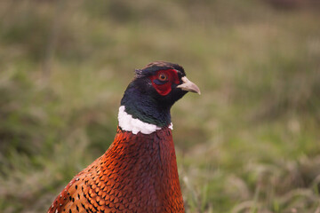 Pheasant in Grass, close-up of feathered wing and tail, red and brown plumage in field, outdoors in green grass