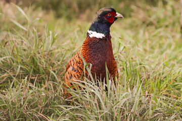 Pheasant in Grass, wild bird hunting, outdoors in nature