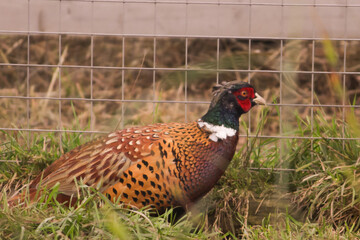 Pheasant in Grass, close-up portrait of bird, hunting in field