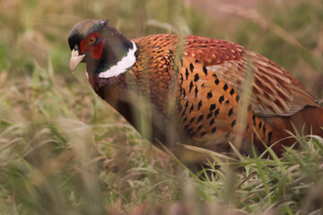 Pheasant in Grass, hunting animal in field, tail and wing