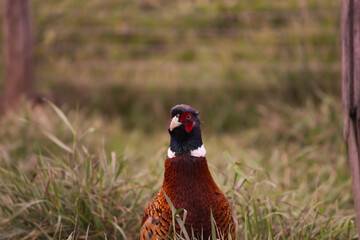 Pheasant in Grass, wild bird hunting in field, nature and wildlife outdoors, feathered tail in...