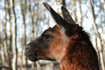 llama head close up, wool animal at farm, wildlife in rural outdoors