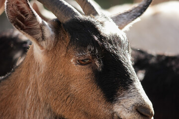 Portrait of Goat in Farmyard, furry animal with horns in nature, grazing peacefully in rural grass