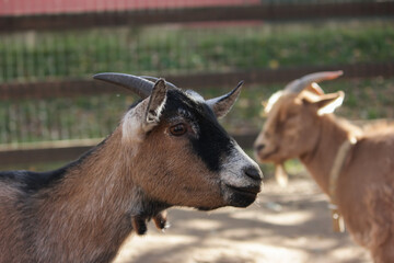 Portrait of Goat in Farm, horned livestock animal in agricultural landscape,