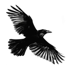 Obraz premium Bird Wing Graphic. Silhouette of Flying Raven Bird in Black and White Drawing