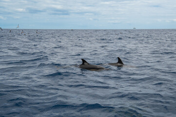 Fototapeta premium Pair of Wild dolphins swimming at the surface of the Atlantic ocean near São Miguel Island, Azores, Portugal. Short beaked common dolphins (Delphinus delphis). Dolphin in wildlife.