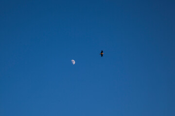 Bird flying near the moon against clear blue sky