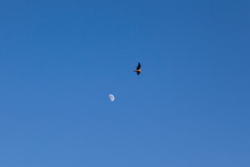 Moon and bird in blue sky