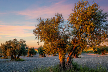 Olive trees at the fields of Pinto in spring time