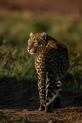 Luluka
She is one of the famous leopard in Maasai Mara