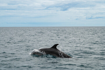 Naklejka premium Wild dolphin swimming at the surface of the Atlantic ocean near Sao Miguel Island, Azores, Portugal. Short beaked common dolphins (Delphinus delphis). A dolphin jumps out of the water