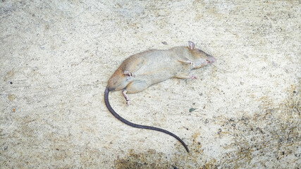 Rats die from eating poison on the ground