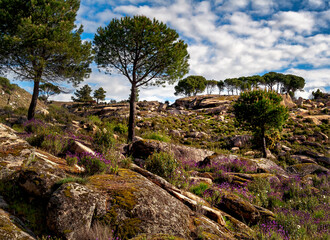 Granito, musgo cistus y pinos
