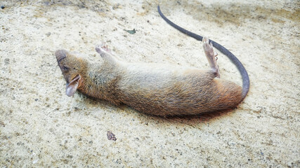 Rats die from eating poison on the ground