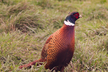 Pheasant in Grass, wild bird in nature, colourful plumage in meadow, wildlife animal in rural countryside