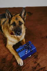 German Shepherd lies on a brown plaid on sofa next to a blue gift box with small bow. Adorable domestic dog celebrates Christmas, New Year, birthday or Valentine's day.