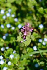 Red dead-nettle flowers