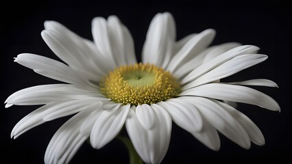 Fototapeta premium Delicate white daisy against a dark background with soft lighting, Ai Generated